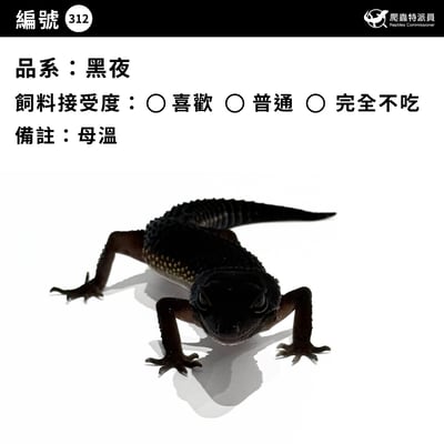 豹紋守宮．黑夜（編號 312）3