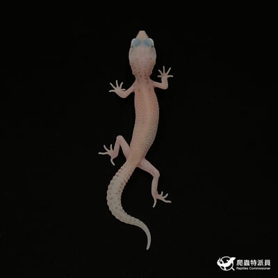 豹紋守宮．WY 雪花日蝕（編號 19）2