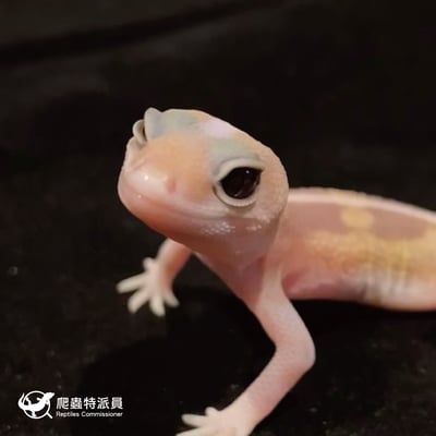 肥尾守宮．直線焦糖祖魯 h 橘白（編號 44）5