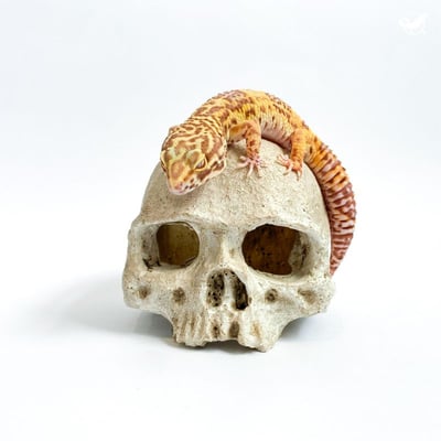 仿真骷顱頭躲避屋1