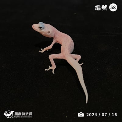 豹紋守宮．WY 全日蝕（編號 58）1