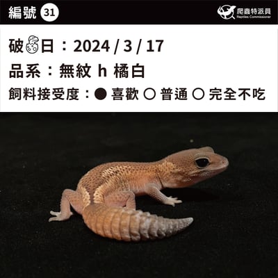 肥尾守宮．無紋 h 橘白（編號 31）3