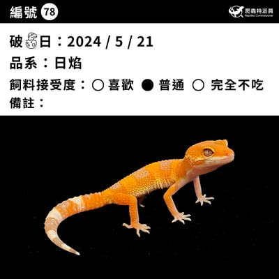 豹紋守宮．日焰（編號 78）3