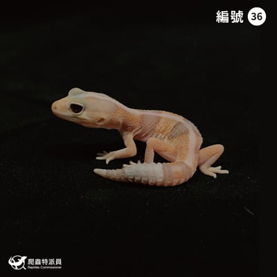 肥尾守宮．直線焦糖 h 橘白祖魯（編號 36）1