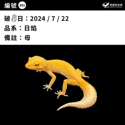 豹紋守宮．日焰（編號 391）3