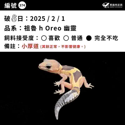 肥尾守宮．祖魯 h Oreo 幽靈（編號 374）3
