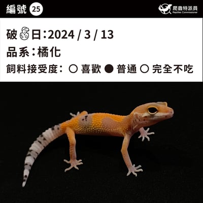 豹紋守宮．橘化（編號 25）3