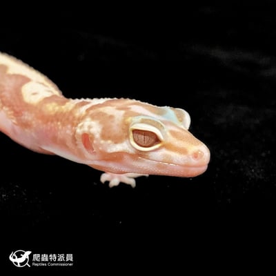 豹紋守宮．川普雪花（編號 214）4