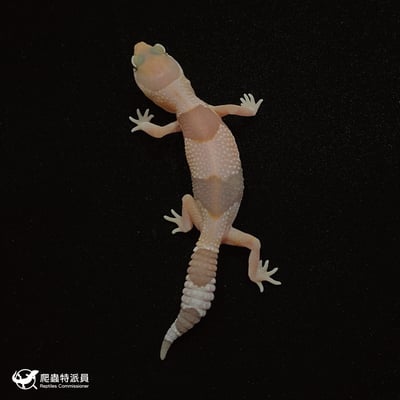 肥尾守宮．橘白 h 焦糖（編號 43）2