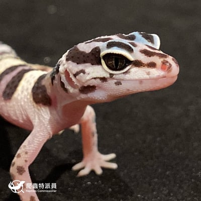 豹紋守宮．雪花（編號 29）5