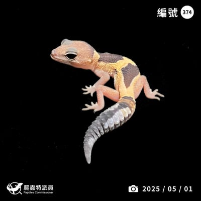 肥尾守宮．祖魯 h Oreo 幽靈（編號 374）1