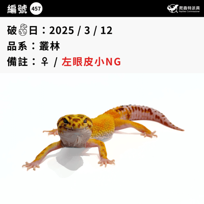 豹紋守宮．叢林（編號 457）3