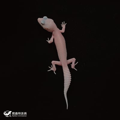 豹紋守宮．雪花暴風雪日蝕（編號 48）2