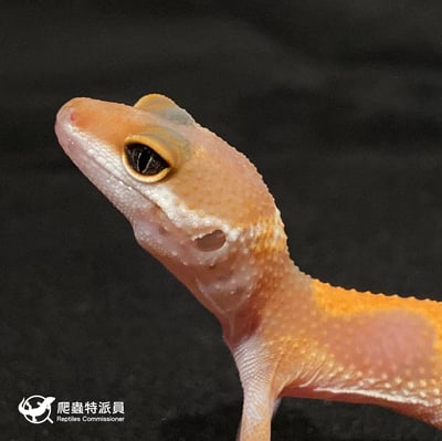 豹紋守宮．橘化（編號 25）5