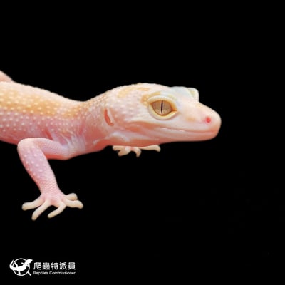 豹紋守宮．WY 彩虹雪花 (tug snow)（編號 390）4