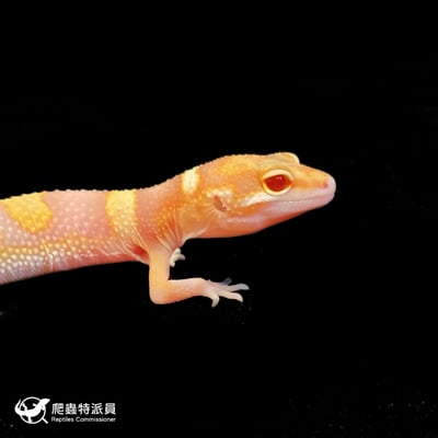 豹紋守宮．川白日蝕（編號 110）4