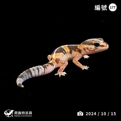 肥尾守宮．直線普肥 h 橘白無紋（編號 177）1