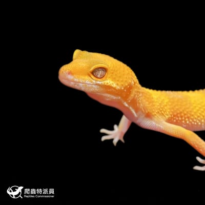 豹紋守宮．日焰（編號 345）4