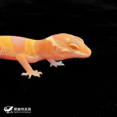 豹紋守宮． 日焰（編號 80）4