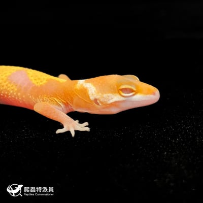 豹紋守宮．川普叢林（編號 74）4