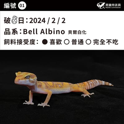 豹紋守宮．貝爾白化（編號 1）3