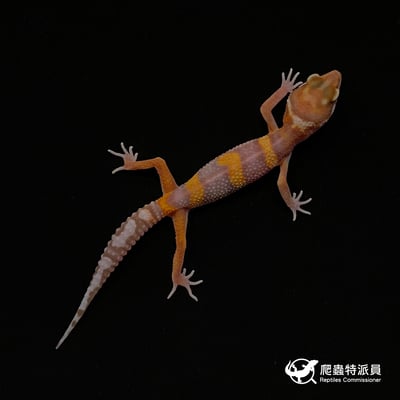 豹紋守宮．貝爾白化（編號 6）2