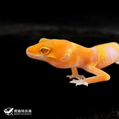 豹紋守宮．川普橘白化（編號 119）5