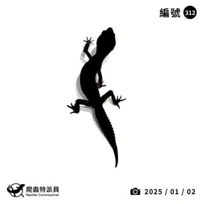 豹紋守宮．黑夜（編號 312）1