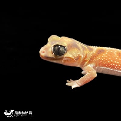 瘤尾守宮．NLP / 雙隱（編號 326）5