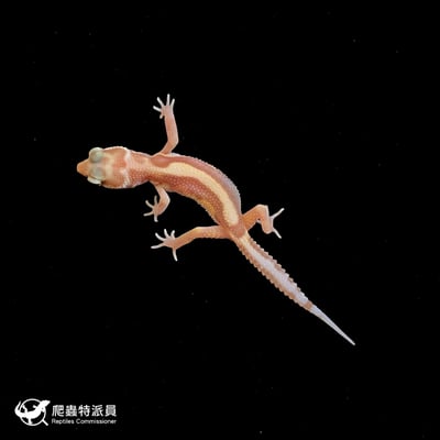 豹紋守宮．川白直線雪花（編號 55）2