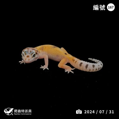 豹紋守宮．叢林（編號 167）1