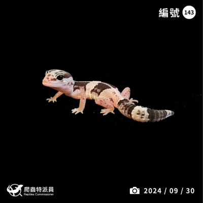 肥尾守宮．Oreo（編號 143）1