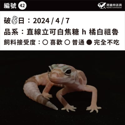 肥尾守宮．直線立可白焦糖 h 橘白祖魯（編號 42）3