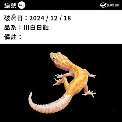 豹紋守宮．川白日蝕（編號 428）3