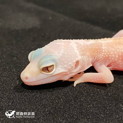 豹紋守宮．川白雪花輕白化（編號 21）5