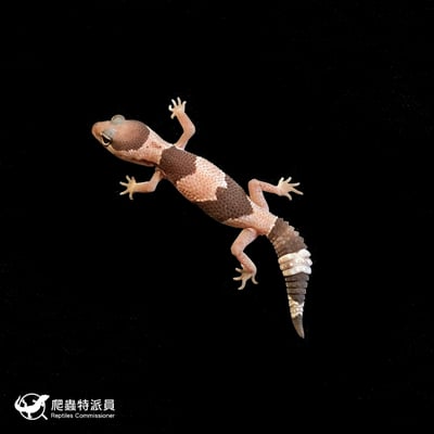 肥尾守宮．Oreo（編號 242）2