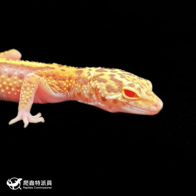 豹紋守宮．雪花雷達（編號 422）4