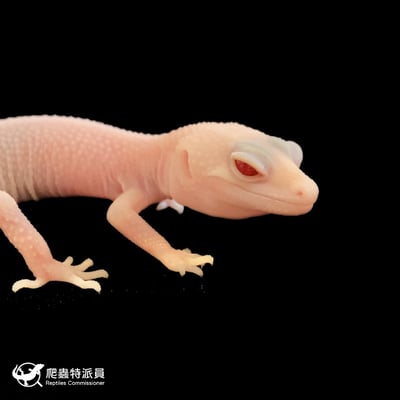 豹紋守宮．雪花暴風雪（編號 53）4