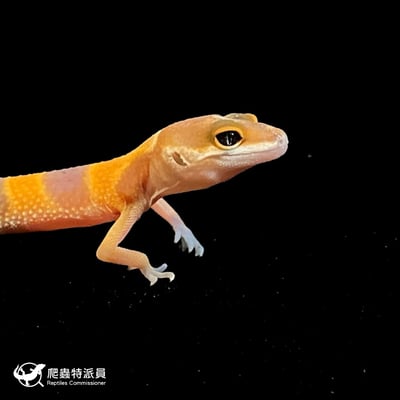 豹紋守宮．橘化（編號 112）4