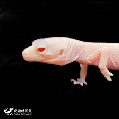 豹紋守宮．雪花 RA（編號 211）5