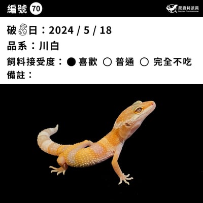 豹紋守宮．川普白化（編號 70）3