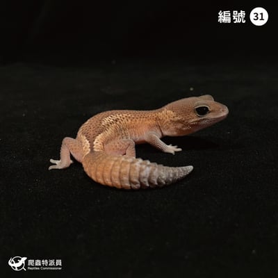 肥尾守宮．無紋 h 橘白（編號 31）1