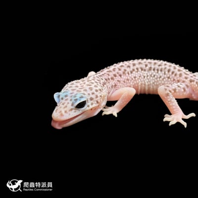 豹紋守宮．超雪（編號 284 ）5