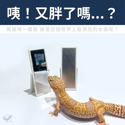 守宮迷你鏡子擺設1