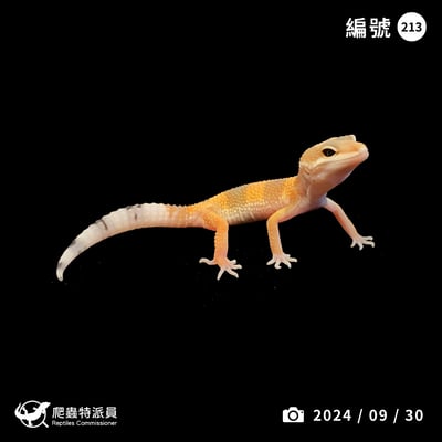 豹紋守宮．橘化（編號 213）1