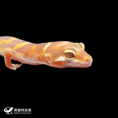 豹紋守宮．川普白化（編號 73）4