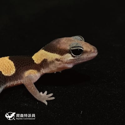 肥尾守宮．普肥（編號 47）4