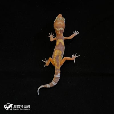 豹紋守宮．川普白化（編號 73）2