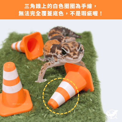 守宮迷你三角錐擺設2