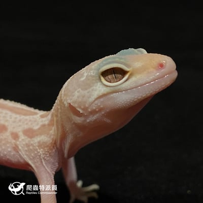 豹紋守宮．川白輕白化（編號 17）4